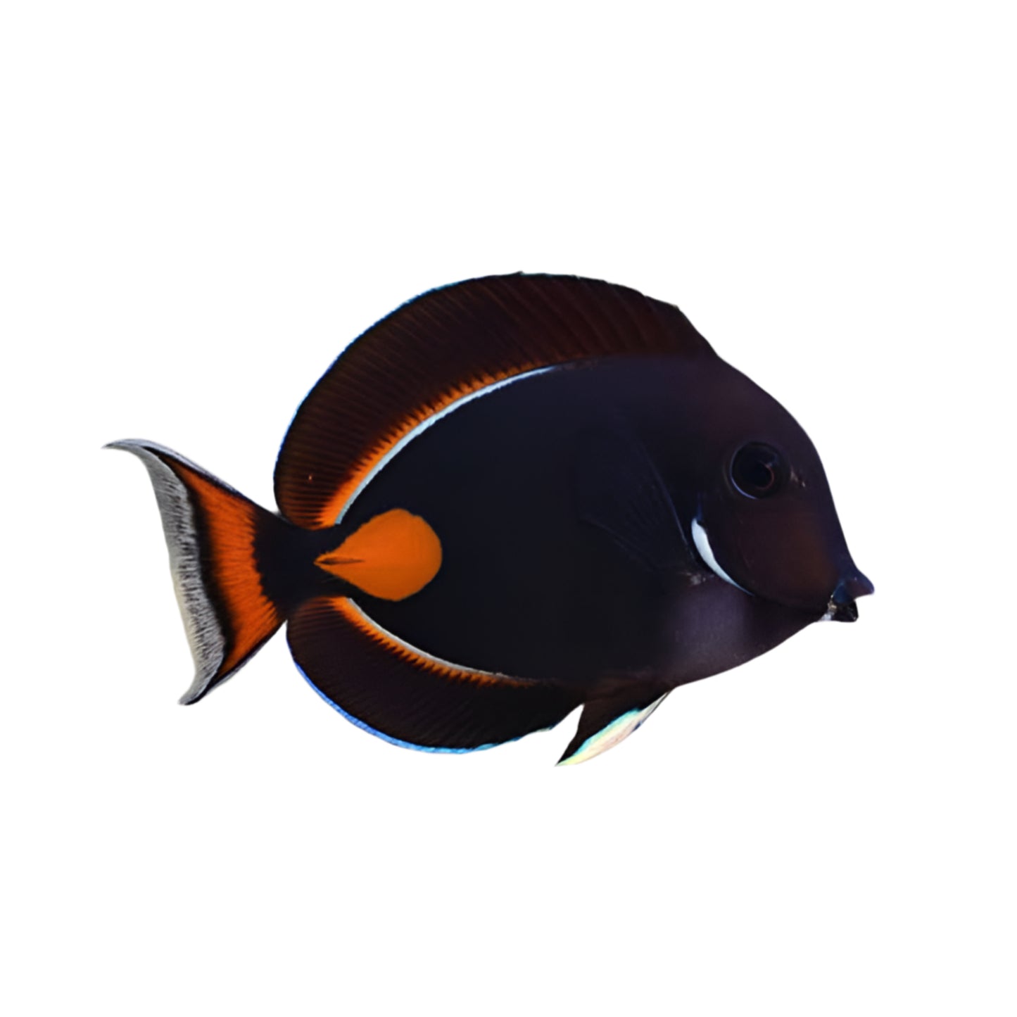 Achilles Tang
