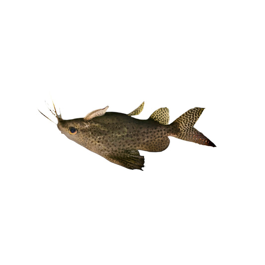 Asian Upside Down Catfish