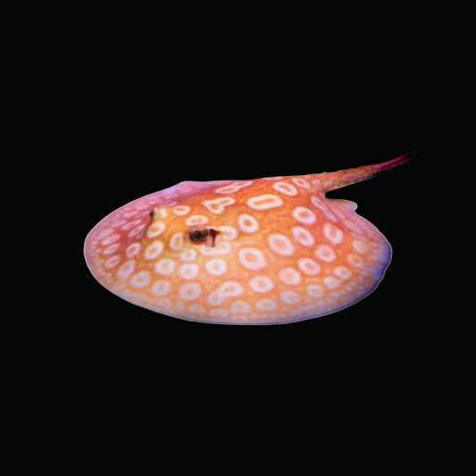 Albino Pearl Stingray - Male