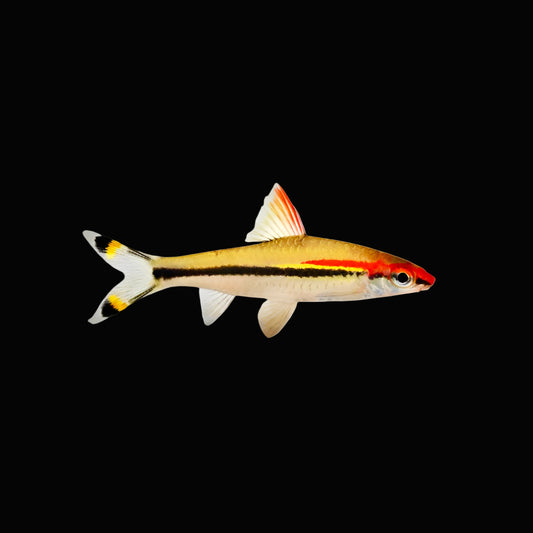 Torpedo Barb - Small