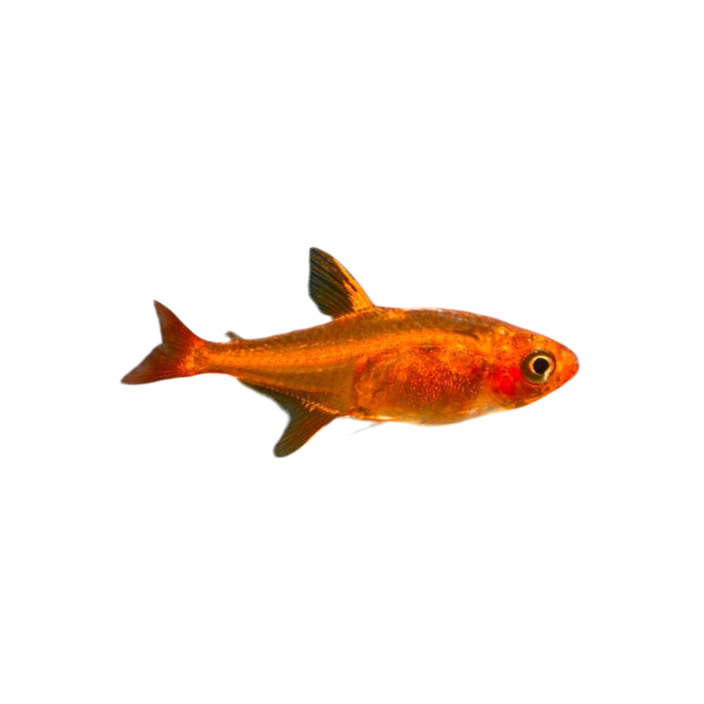Ember Tetra