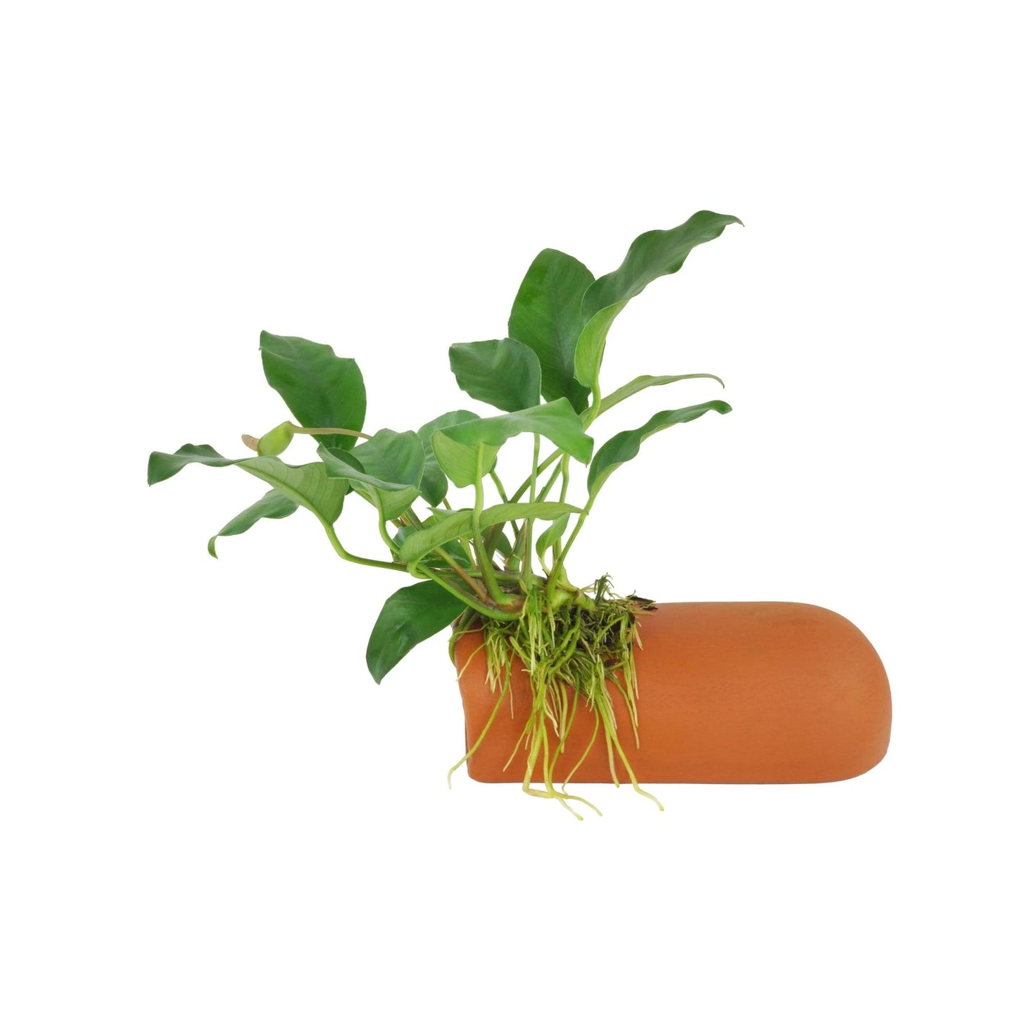 Anubias On Breeding Cave