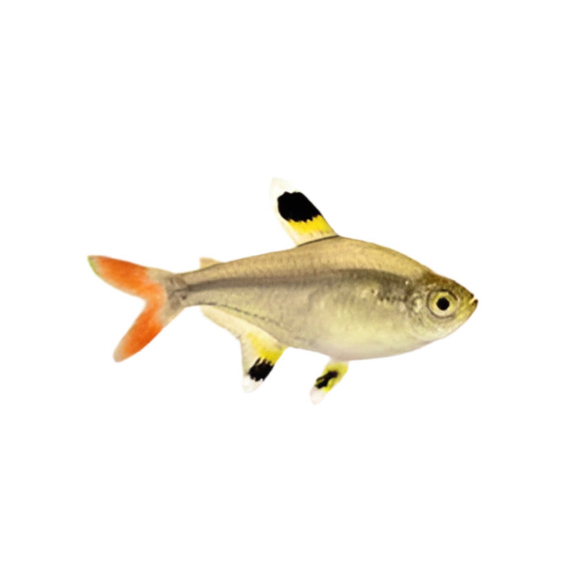 Pristella Tetra
