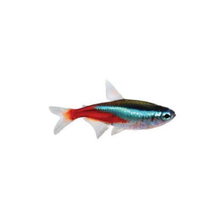 Neon Tetra - Small