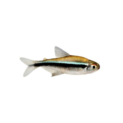 Black Neon Tetra