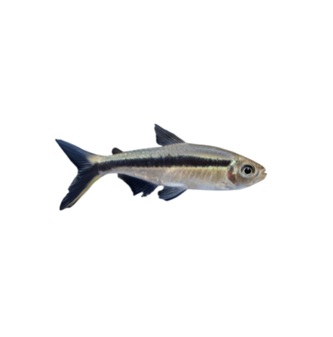 Hockey Stick Penguin Tetra