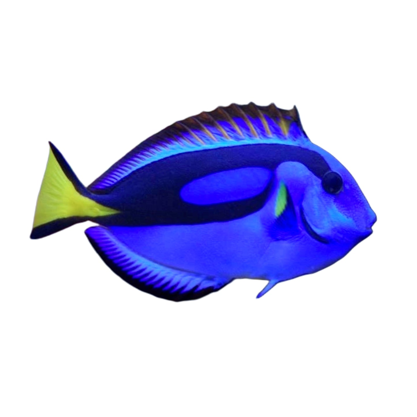Blue Tang
