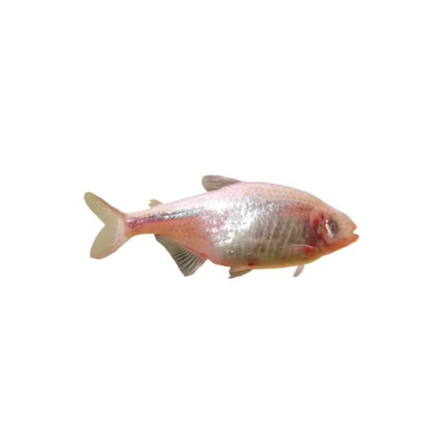 Blind Cave Tetra
