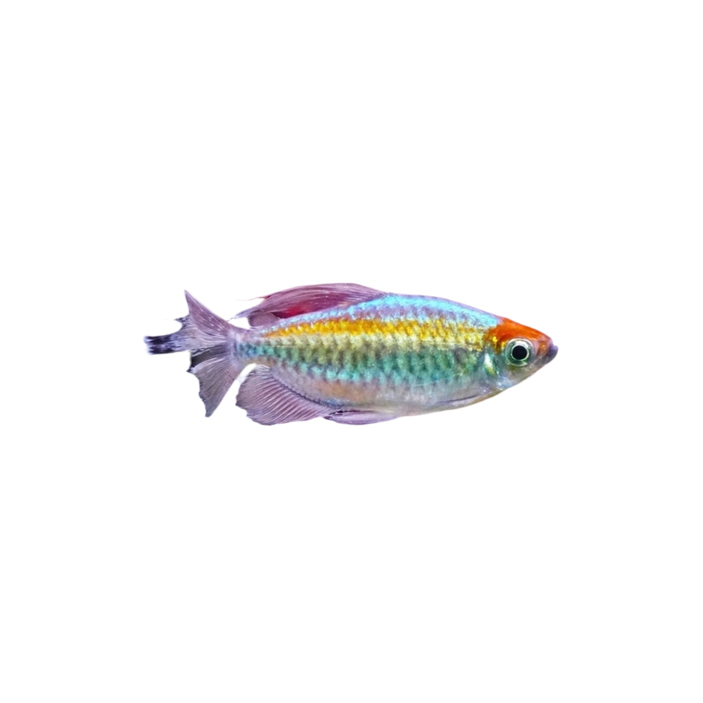 Congo Tetra - Small