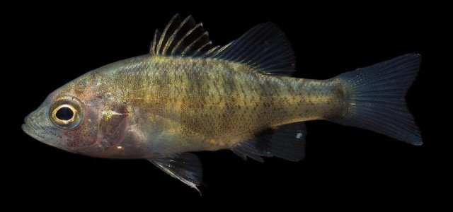 Australian Bass