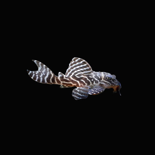 King Tiger Pleco (L333)