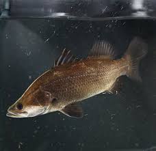 Barramundi - Large