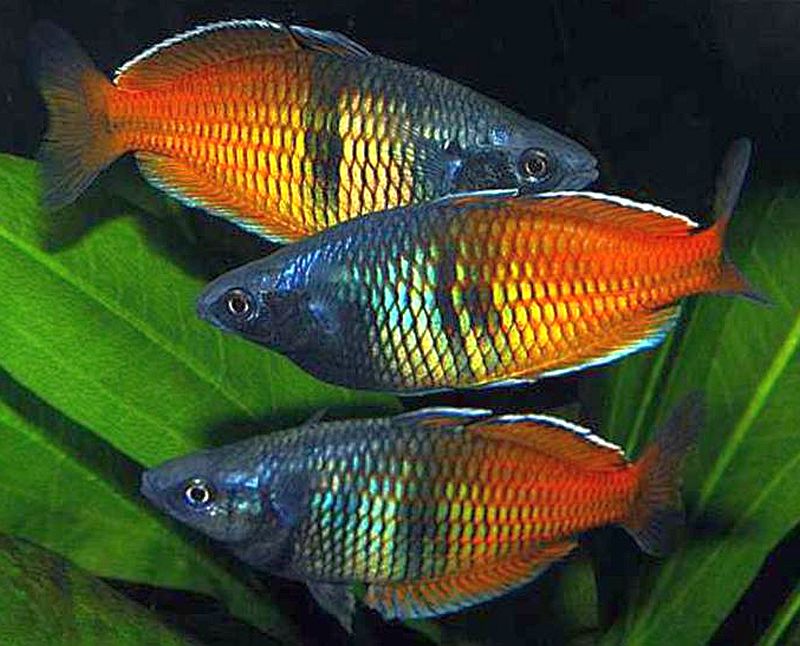 Boesemani Rainbow