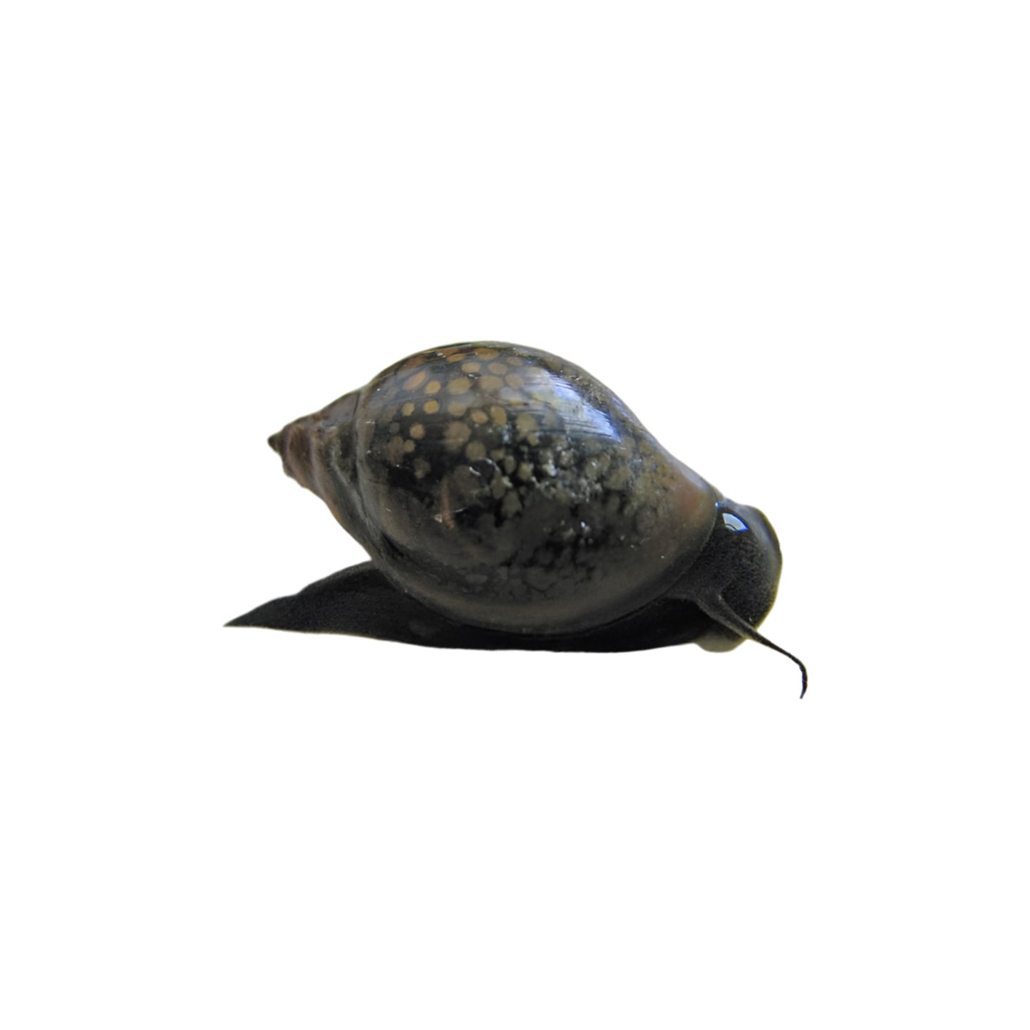 Trochus Snail