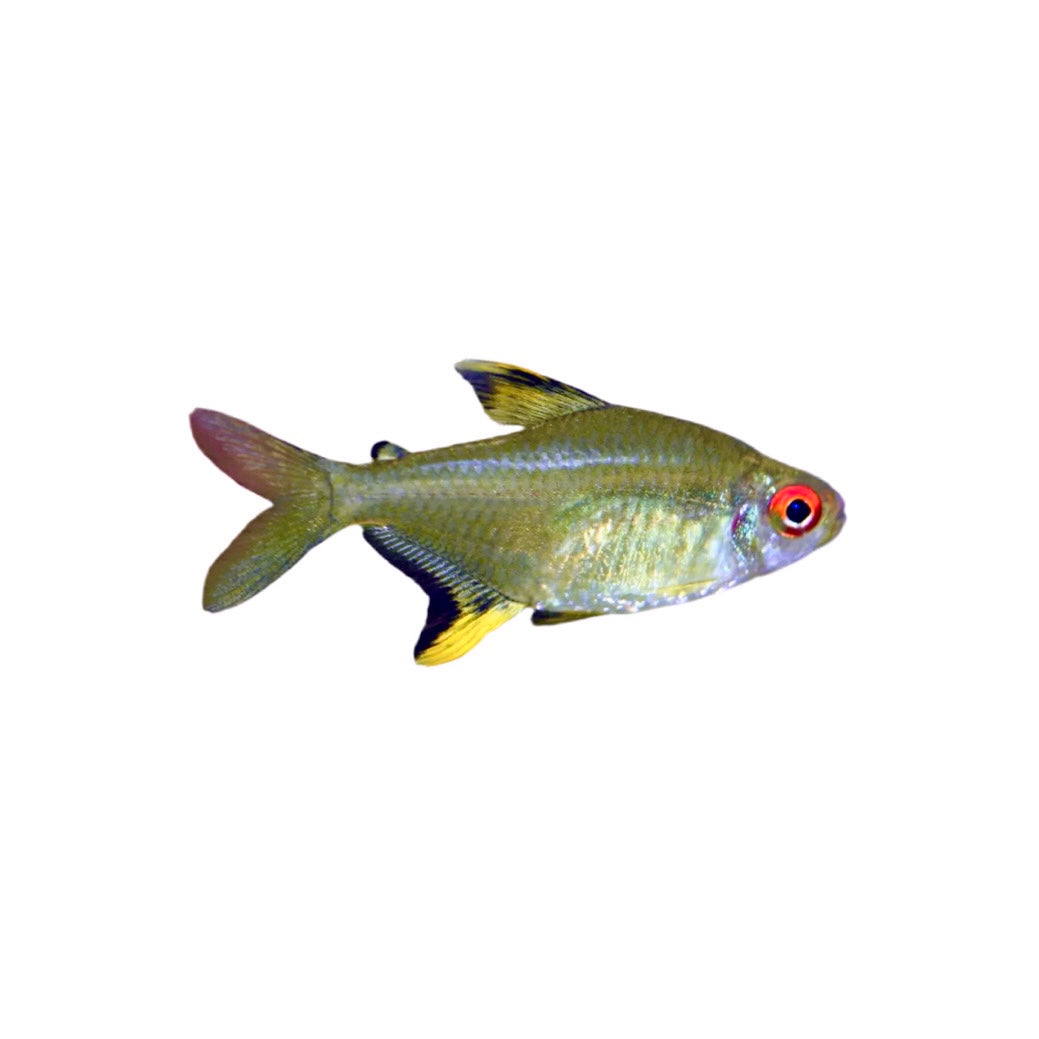 Lemon Tetra