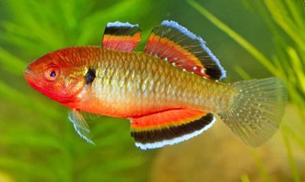 Empire Gudgeon - Small