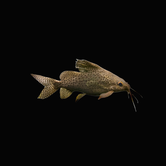 Asian Upside Down Catfish