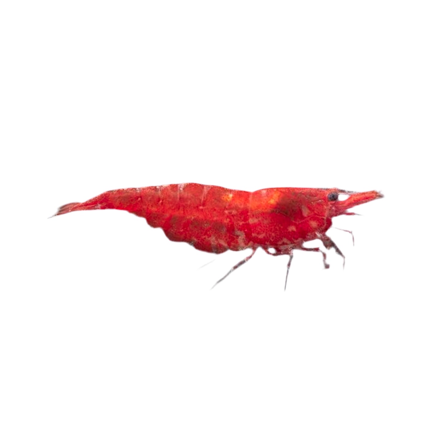 Bloody Mary Shrimp