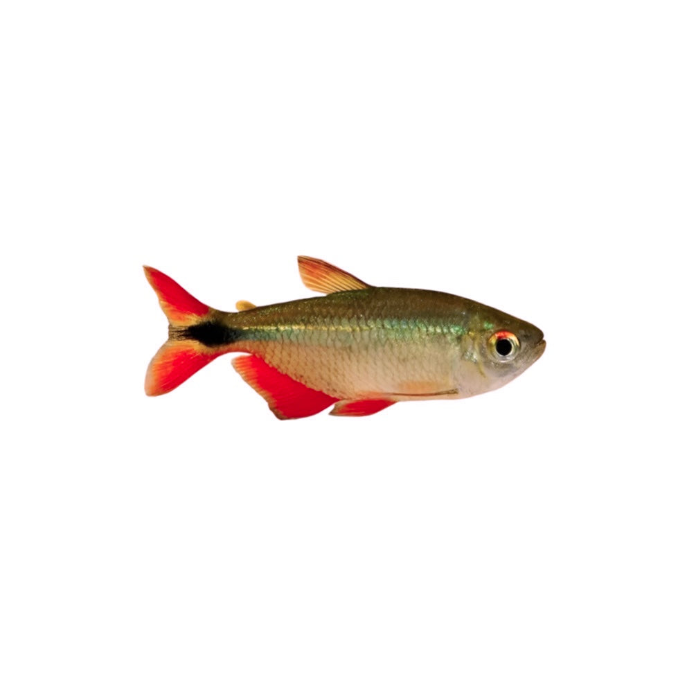 Buenos Aires Tetra