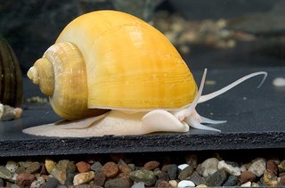Gold Mystery Snail - Jumbo
