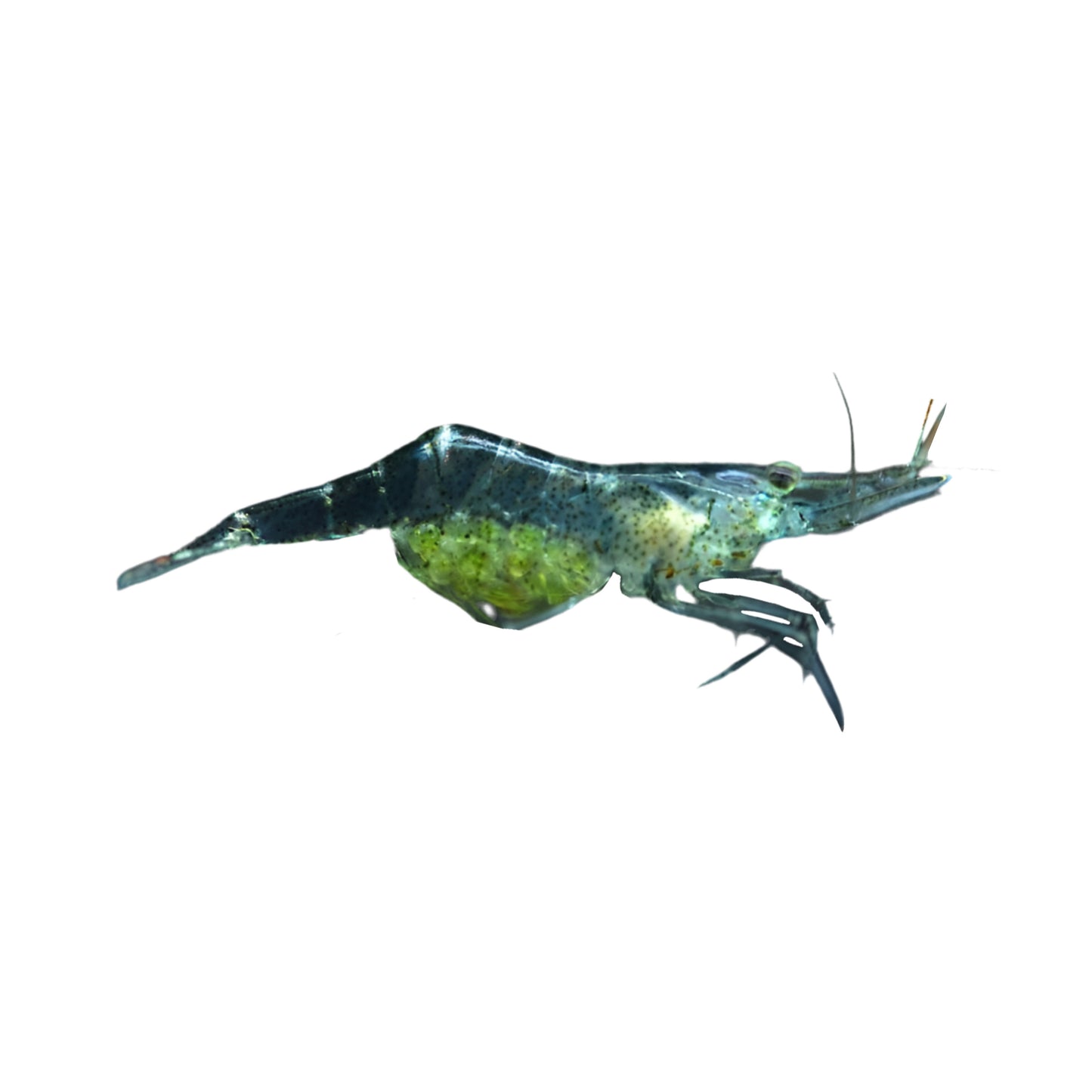 Glass Shrimp