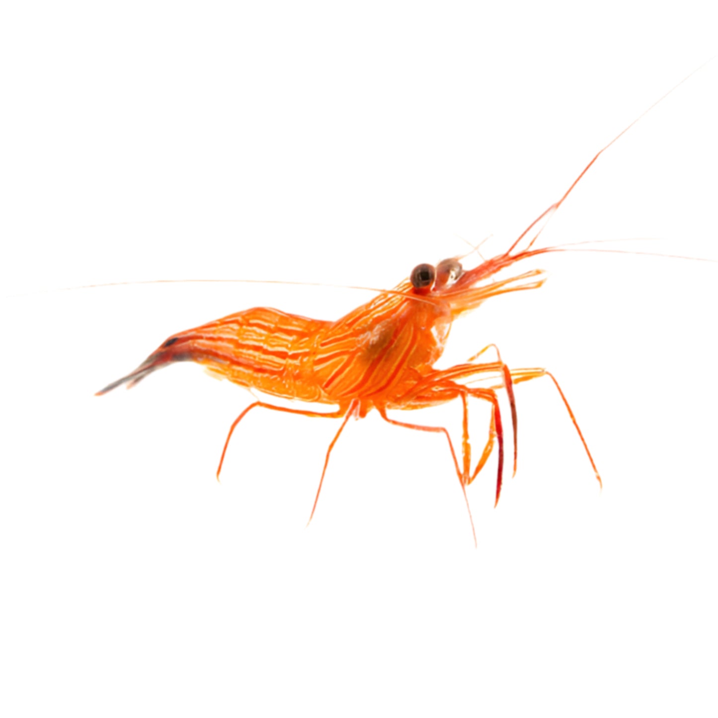 Peppermint Shrimp