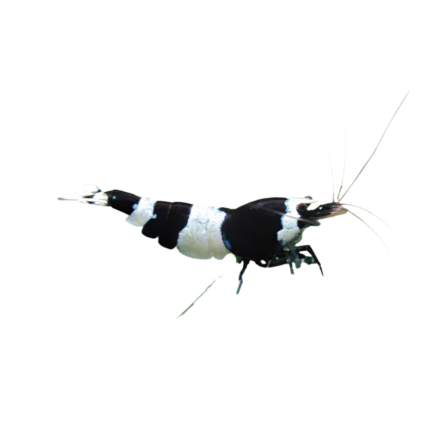 Black Cherry Shrimp