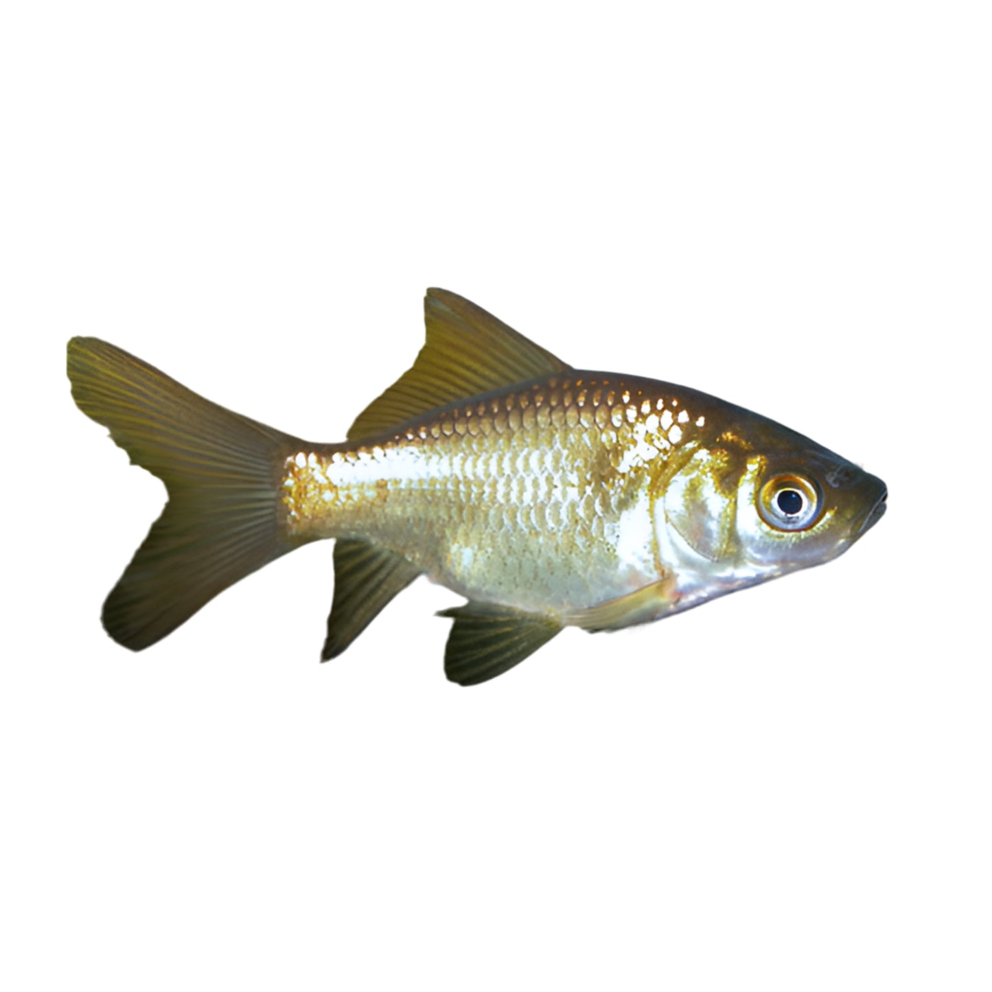 Bronze Comet - Medium