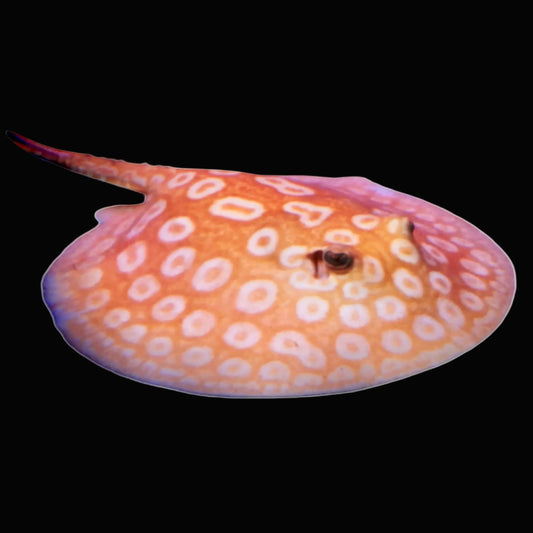 Albino Pearl Stingray - Male