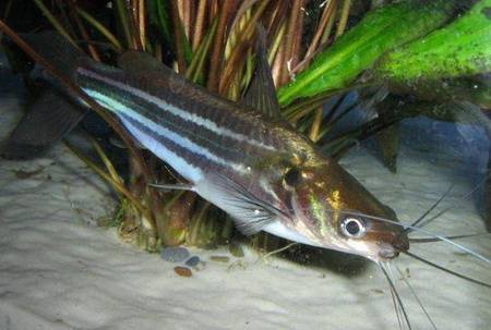 Striped Eel-Tailed Catfish (XL)