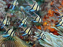 Banggai Cardinal
