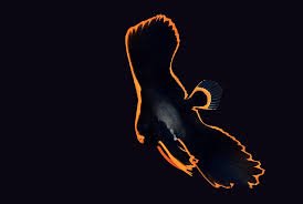 Pinnatus Batfish - Small