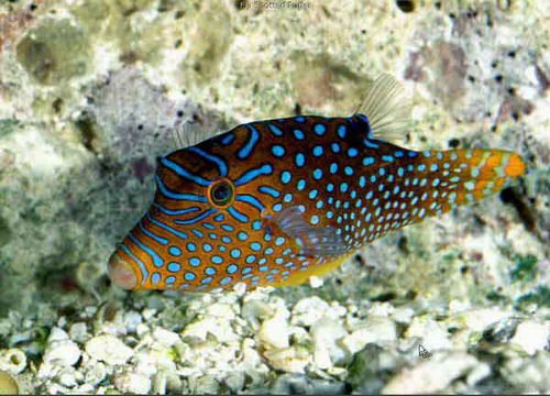 Blue Dot Puffer