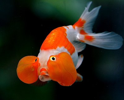 Celestial Bubble Eye Goldfish - Medium