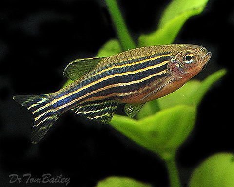Giant Danio