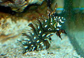 Dragon Wrasse