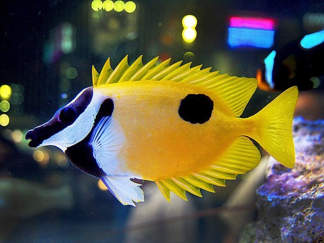Large Foxface