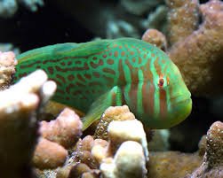 Green Coral Goby