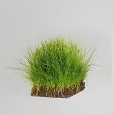 Hairgrass Pot