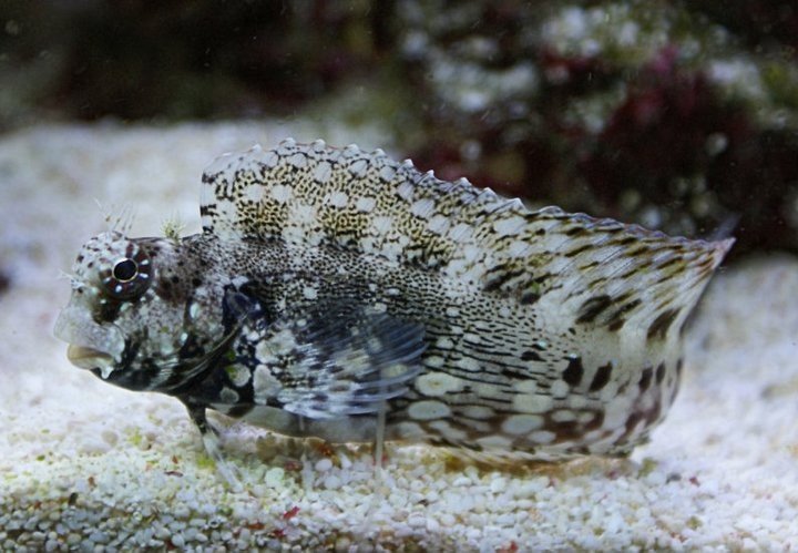 Lawnmower Blenny