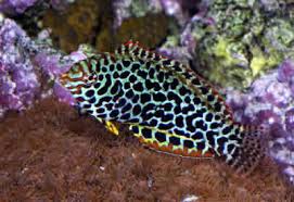 Leopard Wrasse