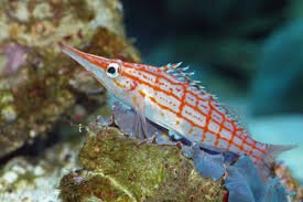 Longnose Hawkfish