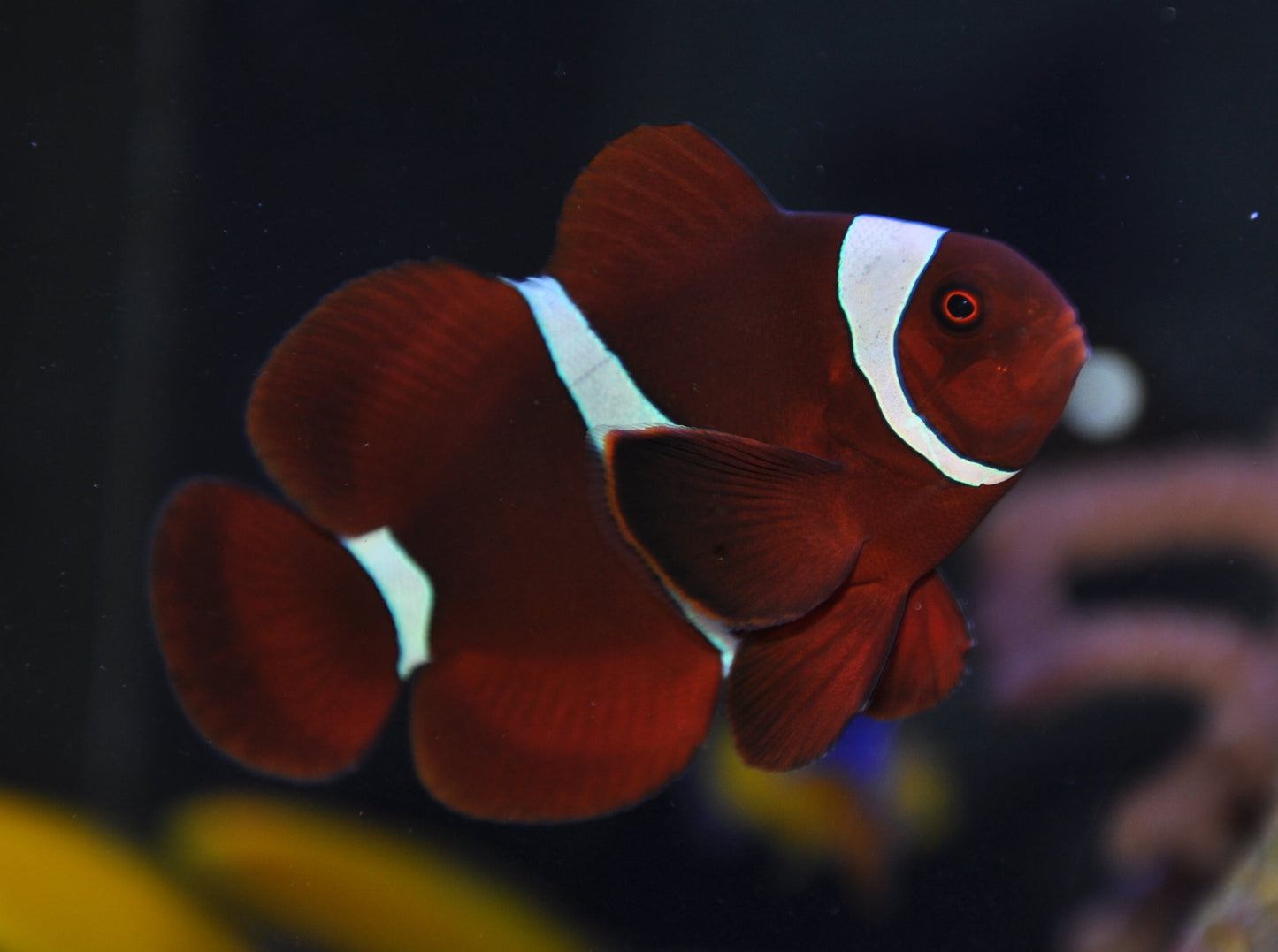 Maroon Clown