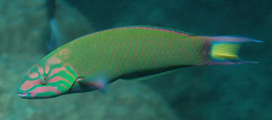 Moon Wrasse