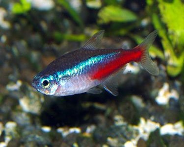 Large Neon Tetras