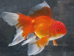 Assorted Oranda - Medium