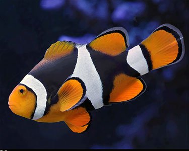 Percula Clownfish