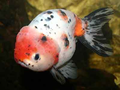 Assorted Ranchu - Small