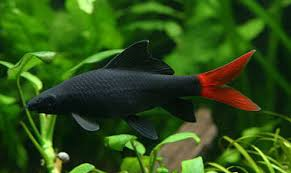 Redtail Shark