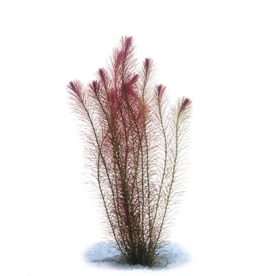 Rotala Wallichi